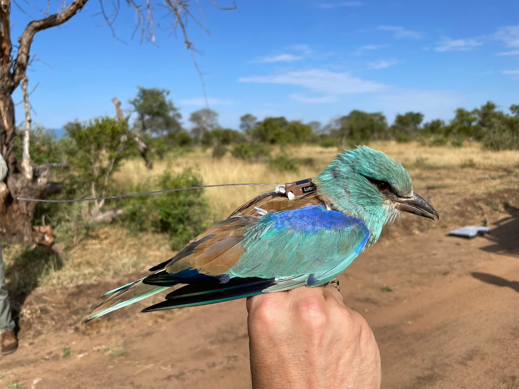 BirdLife South Africa