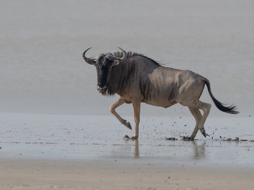 Blue Wildebeest