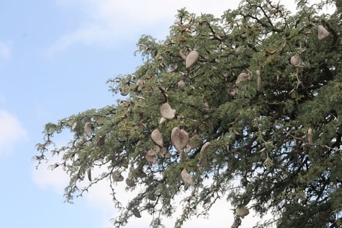 Camel Thorn