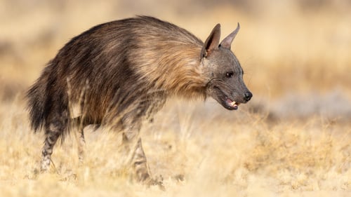 Brown Hyena