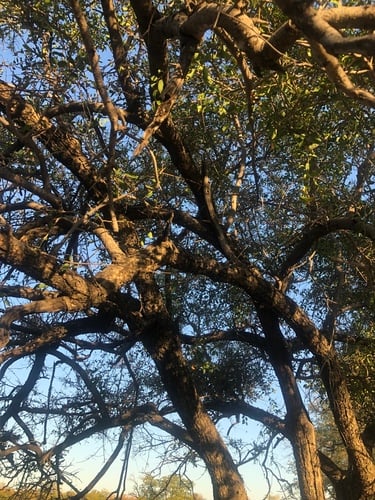 Tamboti
