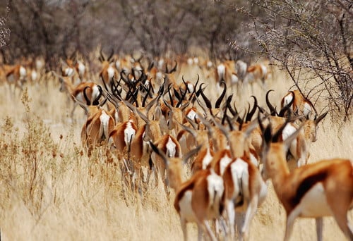 Springbok