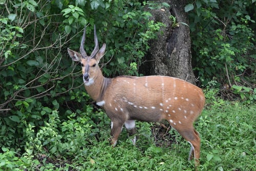 Bushbuck