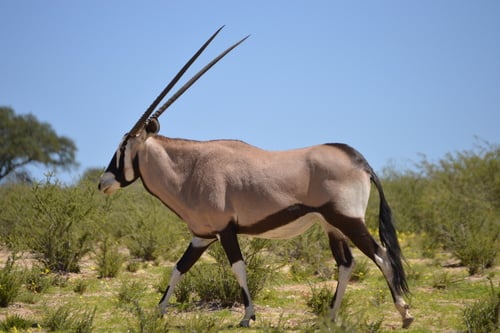 Gemsbok