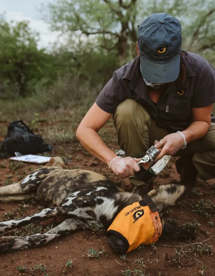 A Wildlife ACT monitor fitting a tracking collar to a sedated African wild dog in Zululand