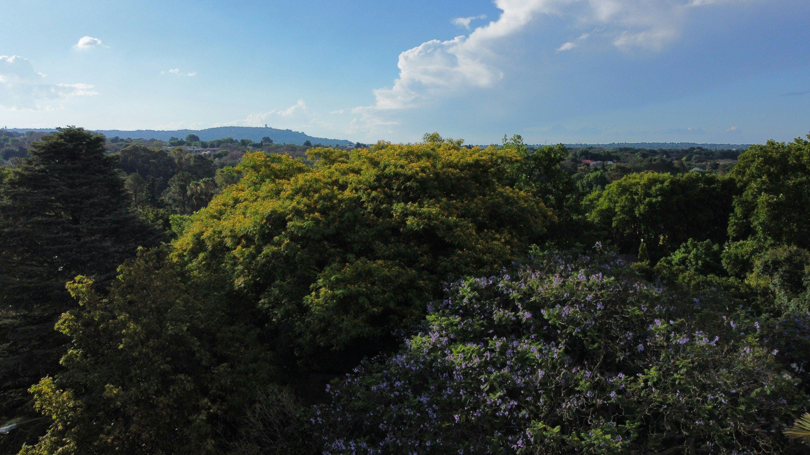 Parkview - Leafy suburb in Johannesburg
