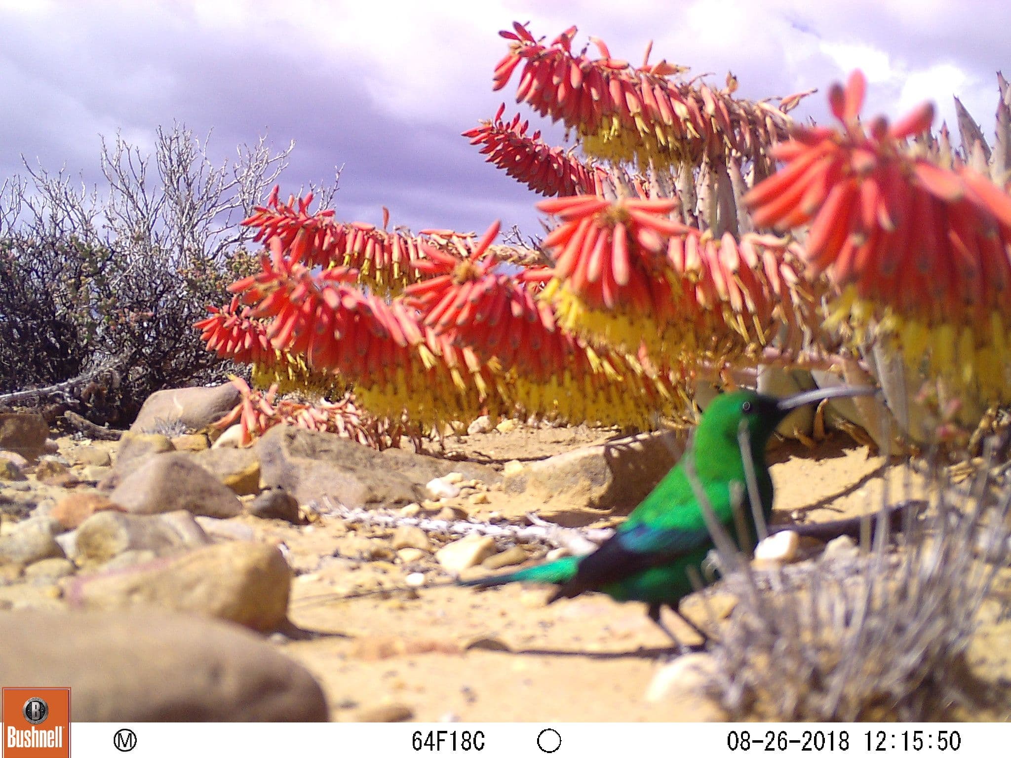 BirdLife South Africa