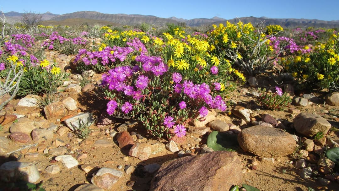 Environmental Restoration