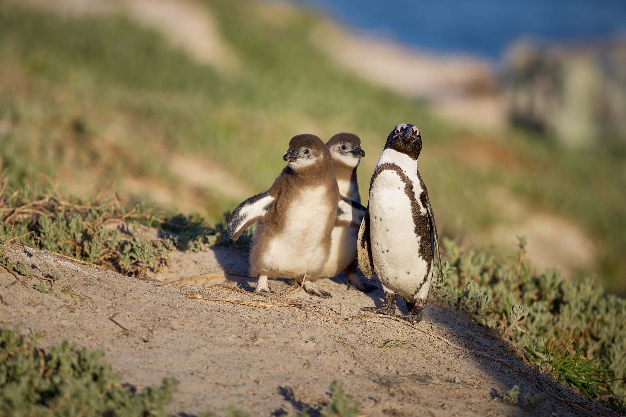 Sleep Where the Penguins Come Ashore