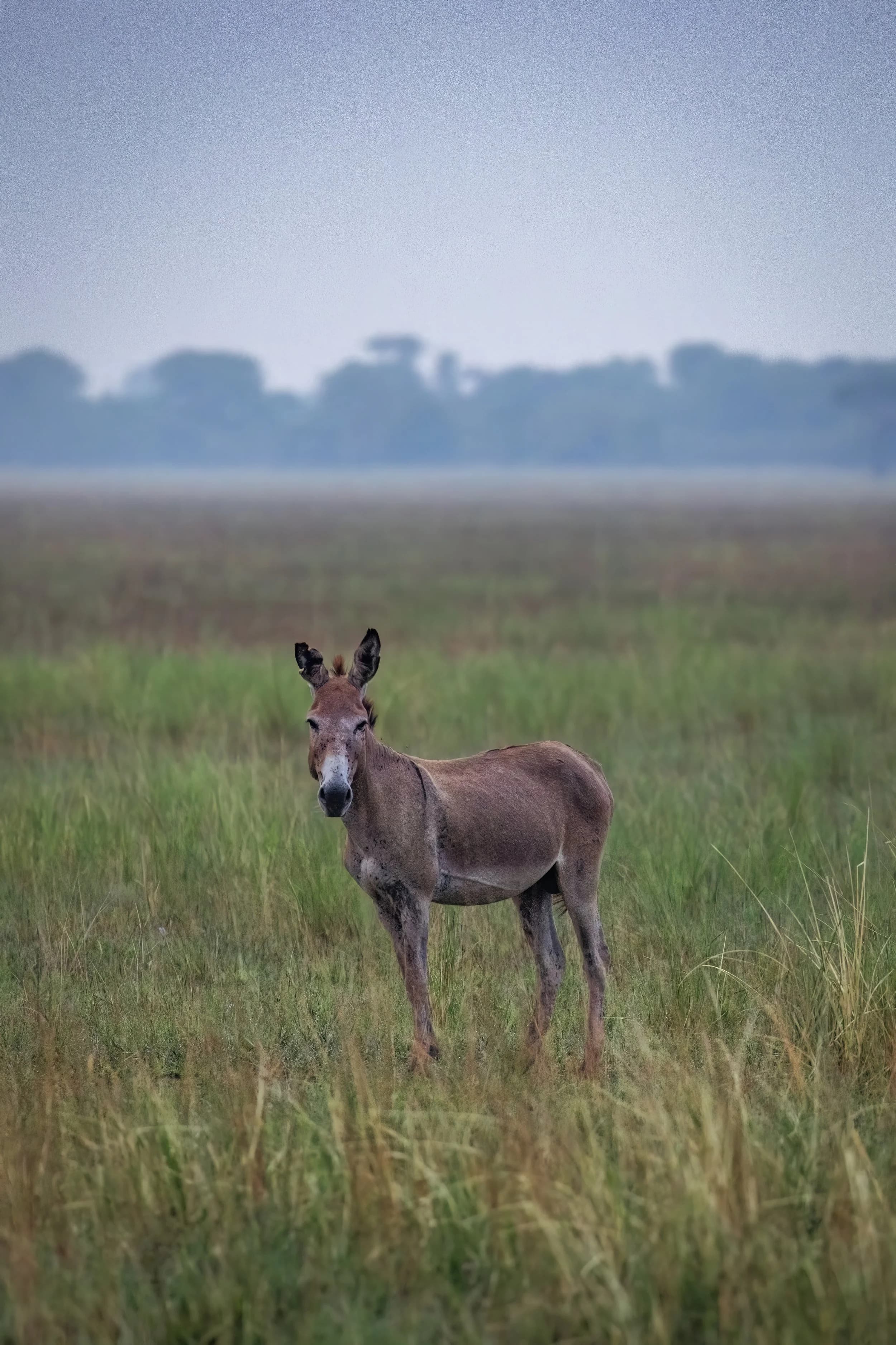 Donkey Welfare